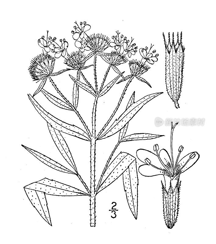 古董植物学植物插图:柯ellia verticillata, Torrey的山薄荷